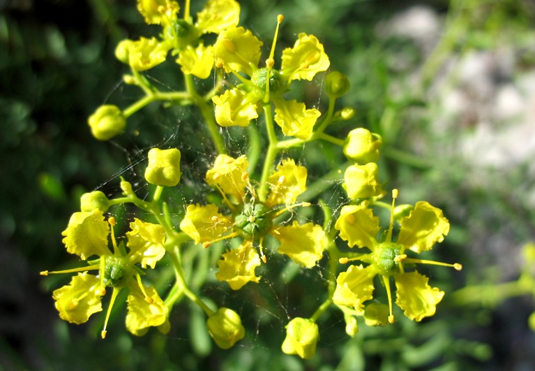 Ruta graveolens / Ruta comune